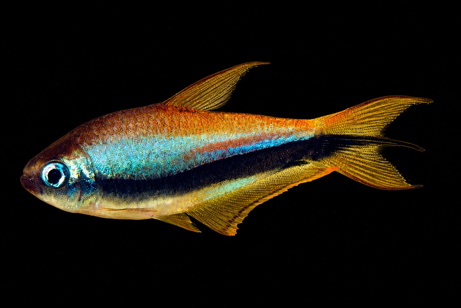 Emperor tetra dengan warna badan dan bentuk ekor yang mudah dikenal