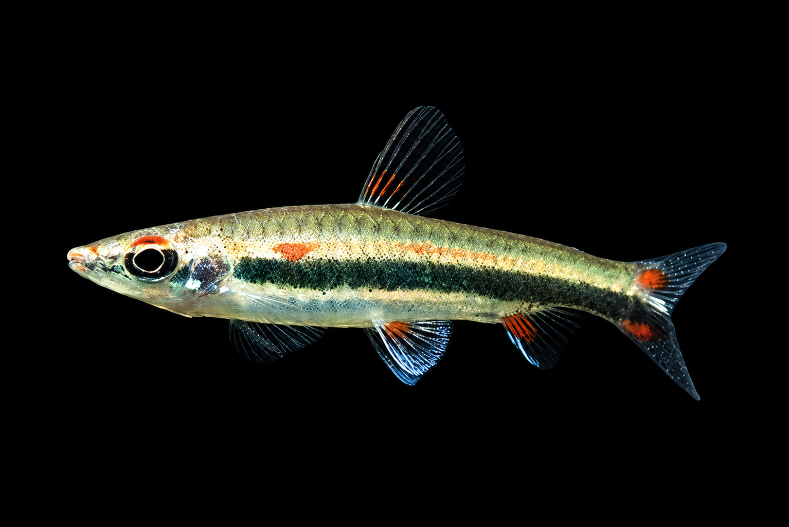 Pencilfish dengan badan tirus dan gaya berenang yang tenang