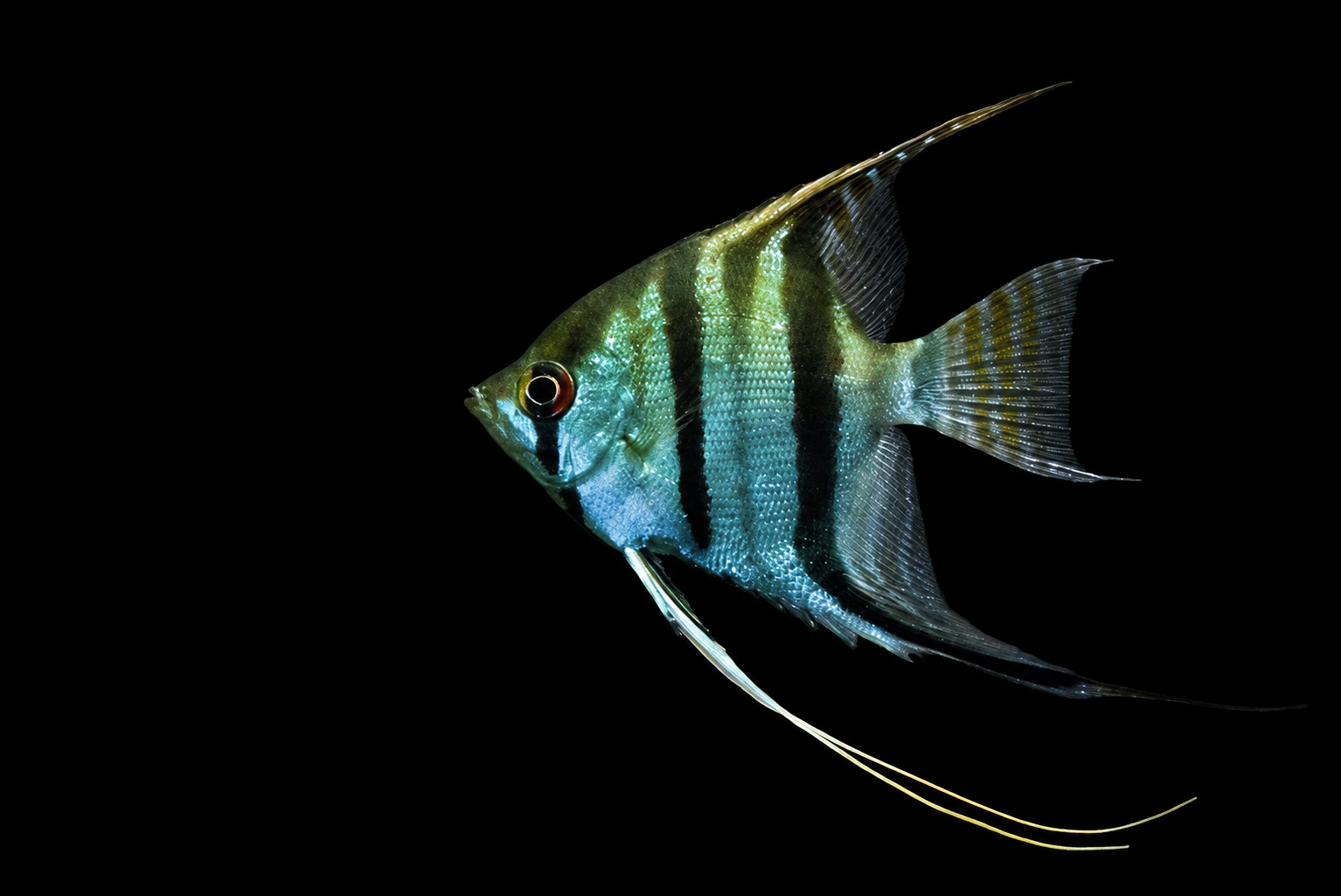 Freshwater angelfish menunjukkan badan tinggi dan sirip panjang Pterophyllum scalare