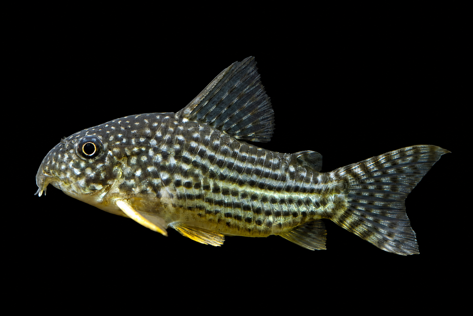 Corydoras catfish mencari makanan di atas substrate akuarium yang licin