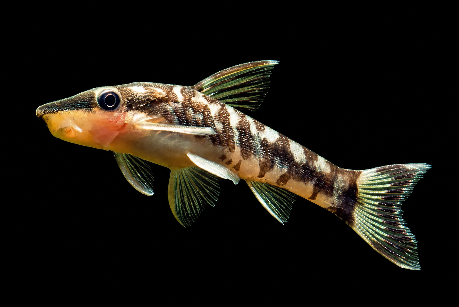 Otocinclus catfish meragut permukaan dalam planted tank yang sudah matang