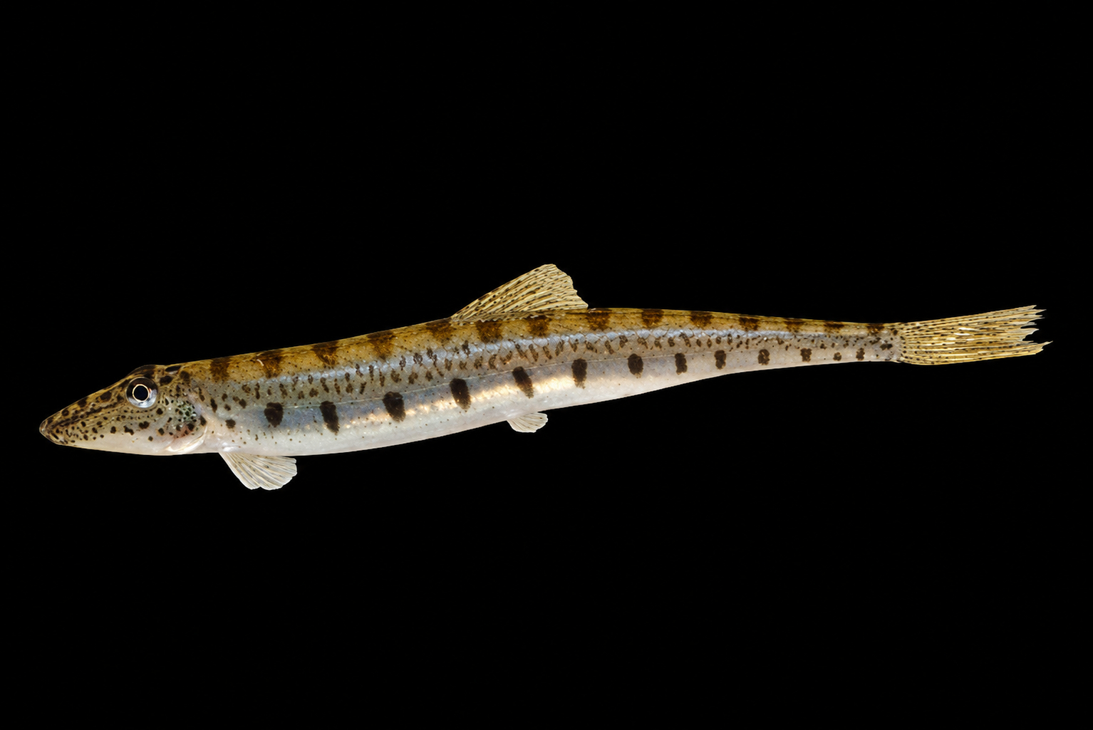 Horseface loach separuh tertanam dalam pasir akuarium yang halus