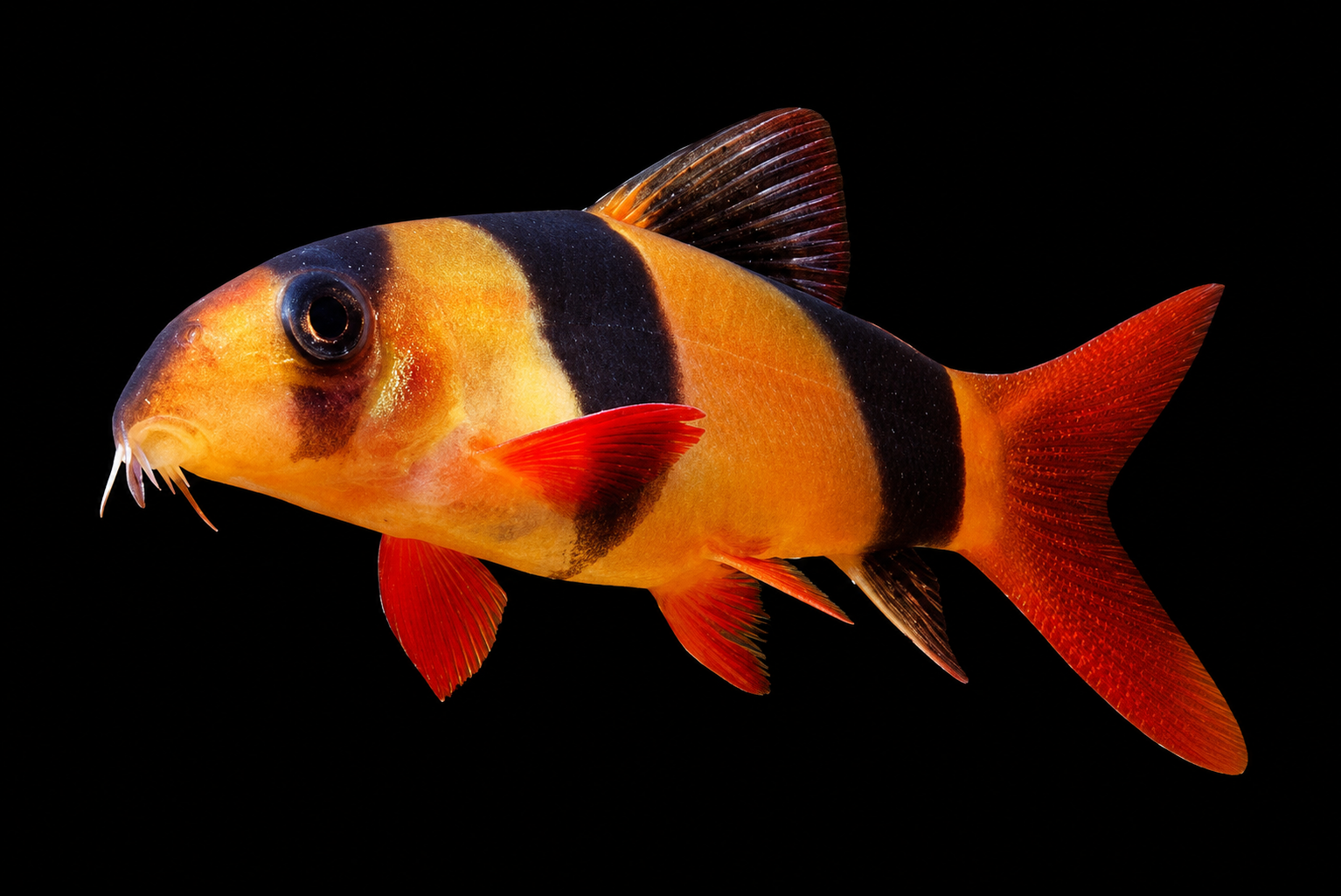 Clown Loach menggunakan bahagian dasar tetapi perlu dipelihara berkumpulan dan tidak boleh terlalu kecil untuk Oscar