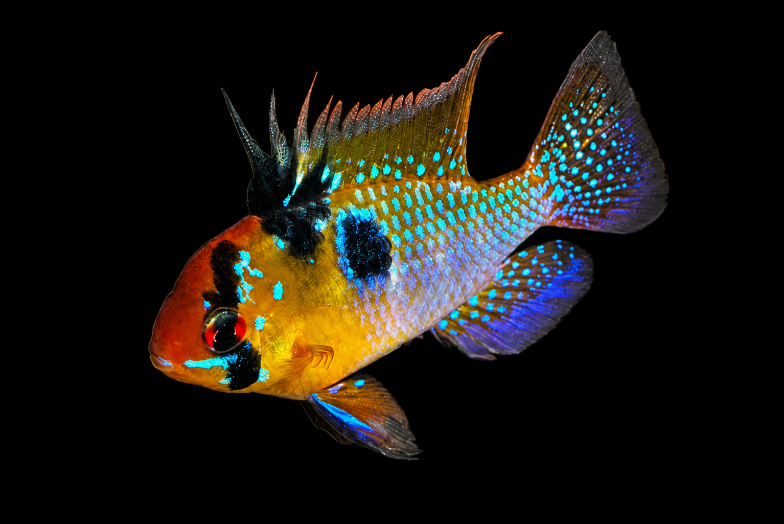 German blue ram mempertahankan kawasan bawah planted tank