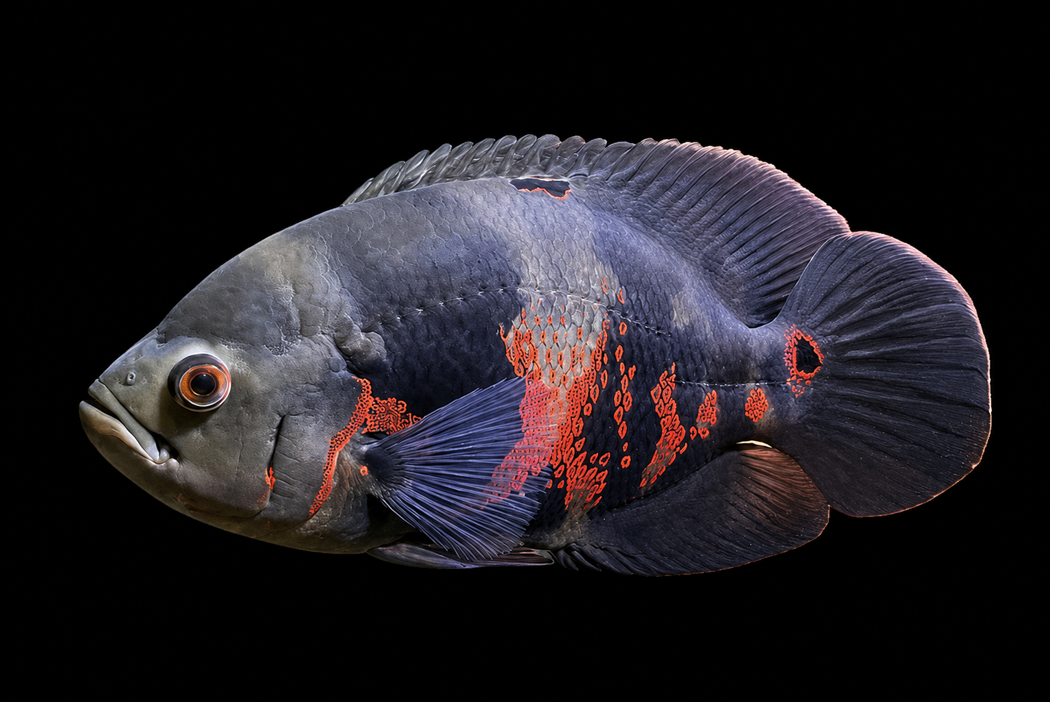 Ikan Oscar dewasa menunjukkan mengapa pemilihan tank mesti mengikut lebar badan dan ruang berpusing, bukan saiz anak ikan