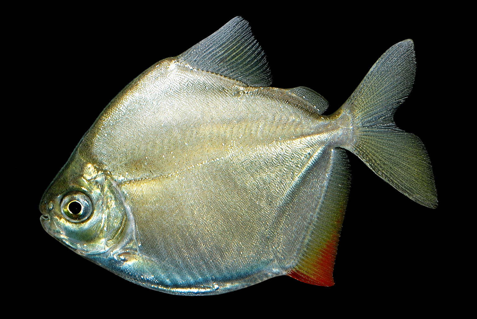 Silver Dollar ialah ikan berkumpulan aktif yang sering dipertimbangkan untuk Oscar community tank yang sangat besar