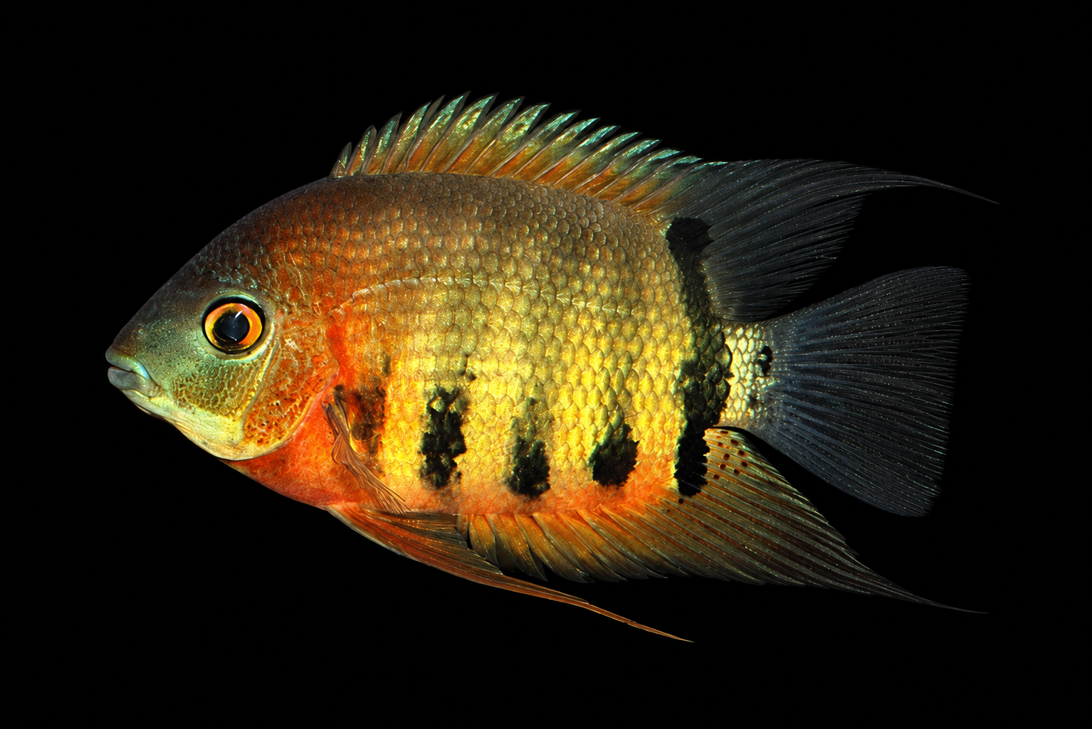 Severum Cichlid mempunyai saiz dewasa dan keperluan setup yang sering dianggap sesuai dengan Oscar