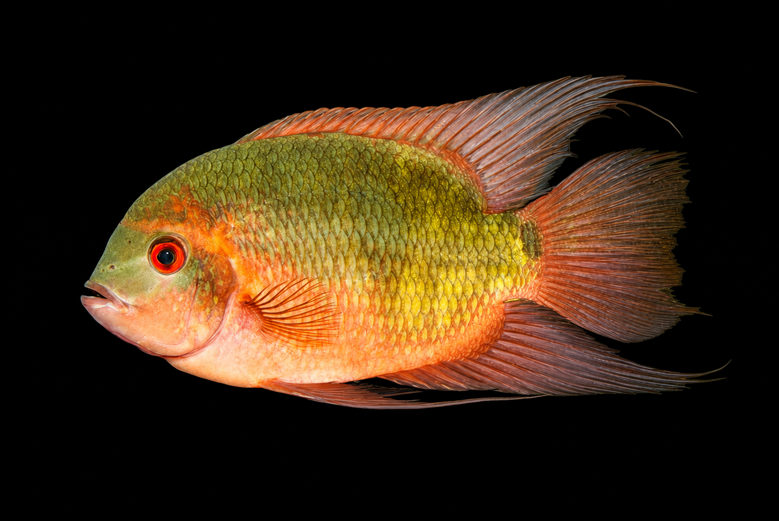 Chocolate Cichlid ialah cichlid Amerika Selatan yang besar dan pernah dipelihara bersama Oscar dalam tank besar