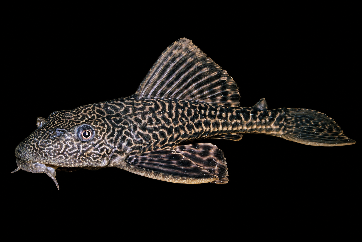 Common Pleco mempunyai badan berperisai tetapi boleh membesar sangat besar dan tidak menggantikan kerja membersihkan akuarium