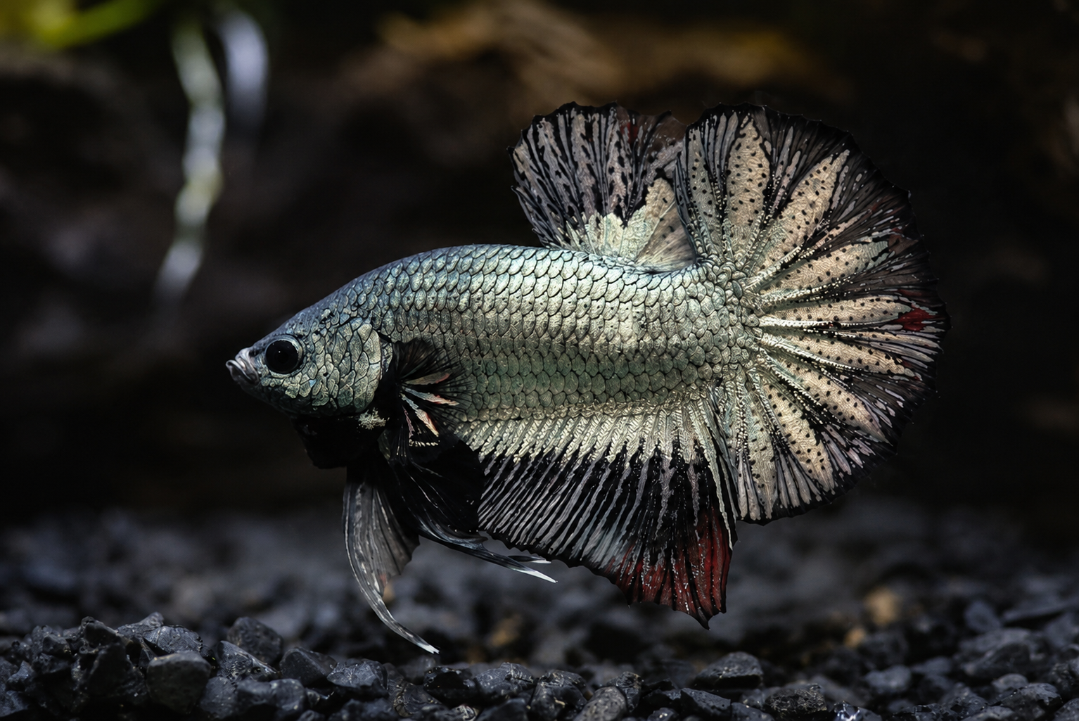 Ikan laga sihat dengan warna jelas dan sirip terbuka