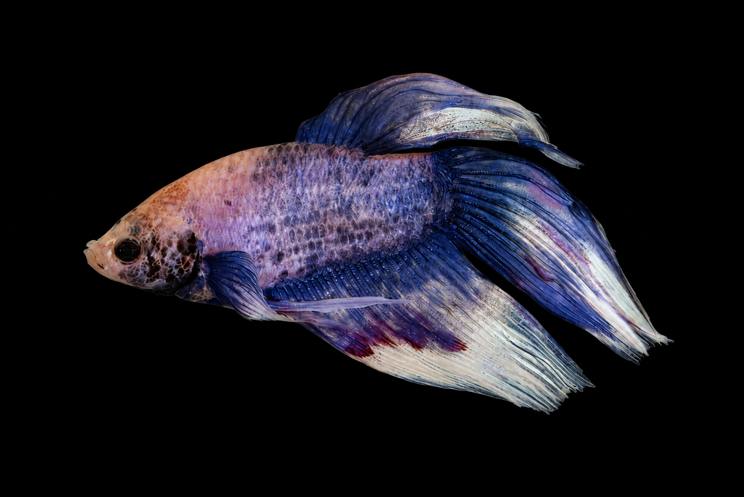 Ikan laga yang kelihatan kurang sihat untuk pemeriksaan awal badan, mata dan sirip