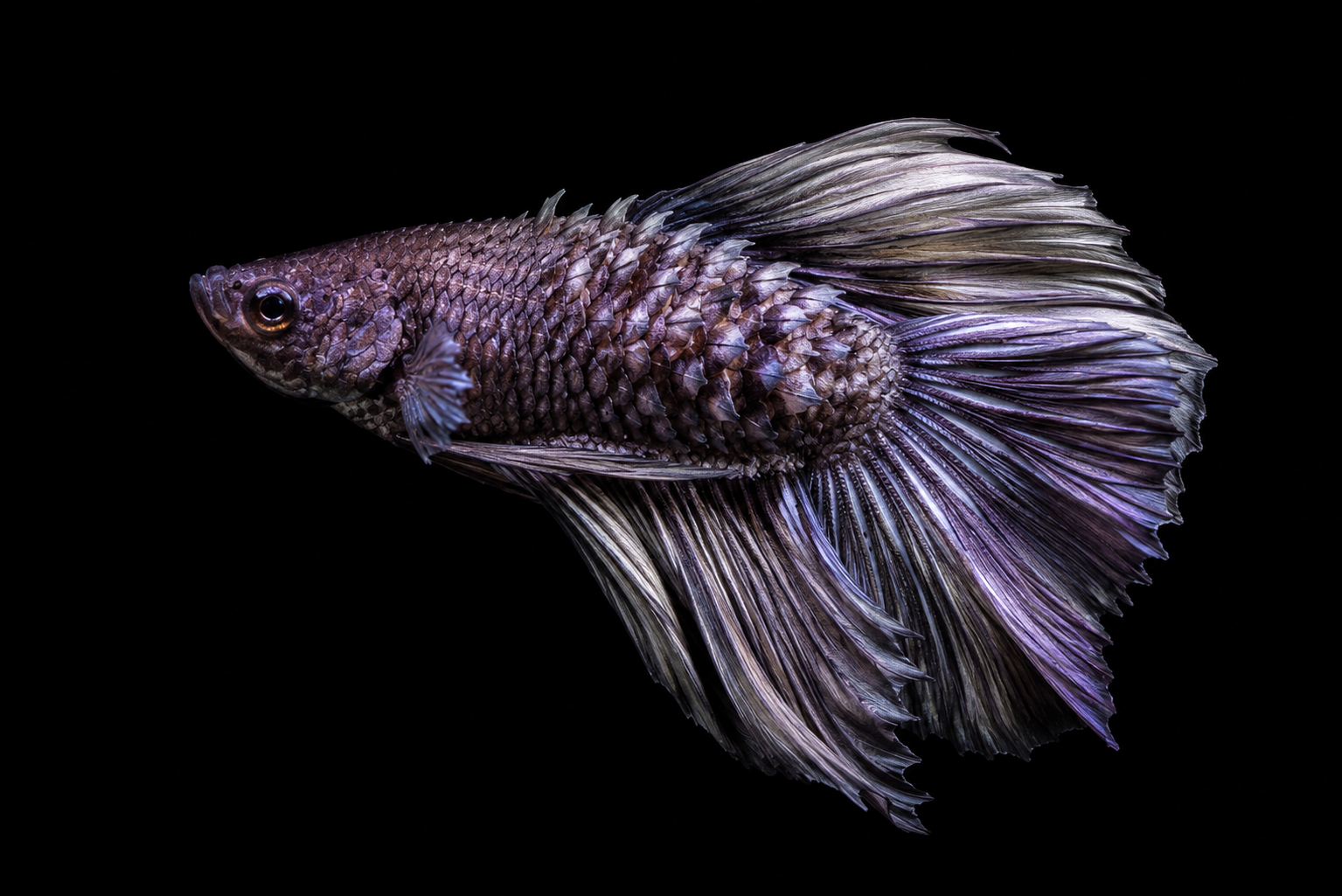 Contoh ikan laga dengan badan bengkak dan sisik terangkat seperti pinecone