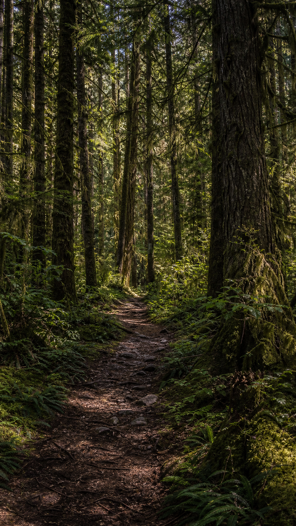 Wilderness trail access landscape