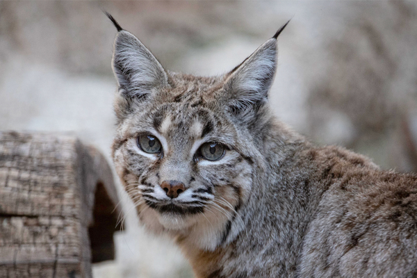 Sonora Desert Museum Sonora Desert Museum