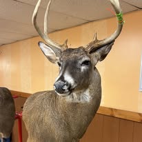 Whitetail Shoulder Mount