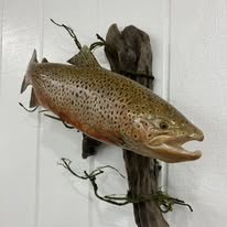 Fish Taxidermy