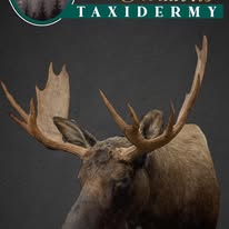 Moose Mounts