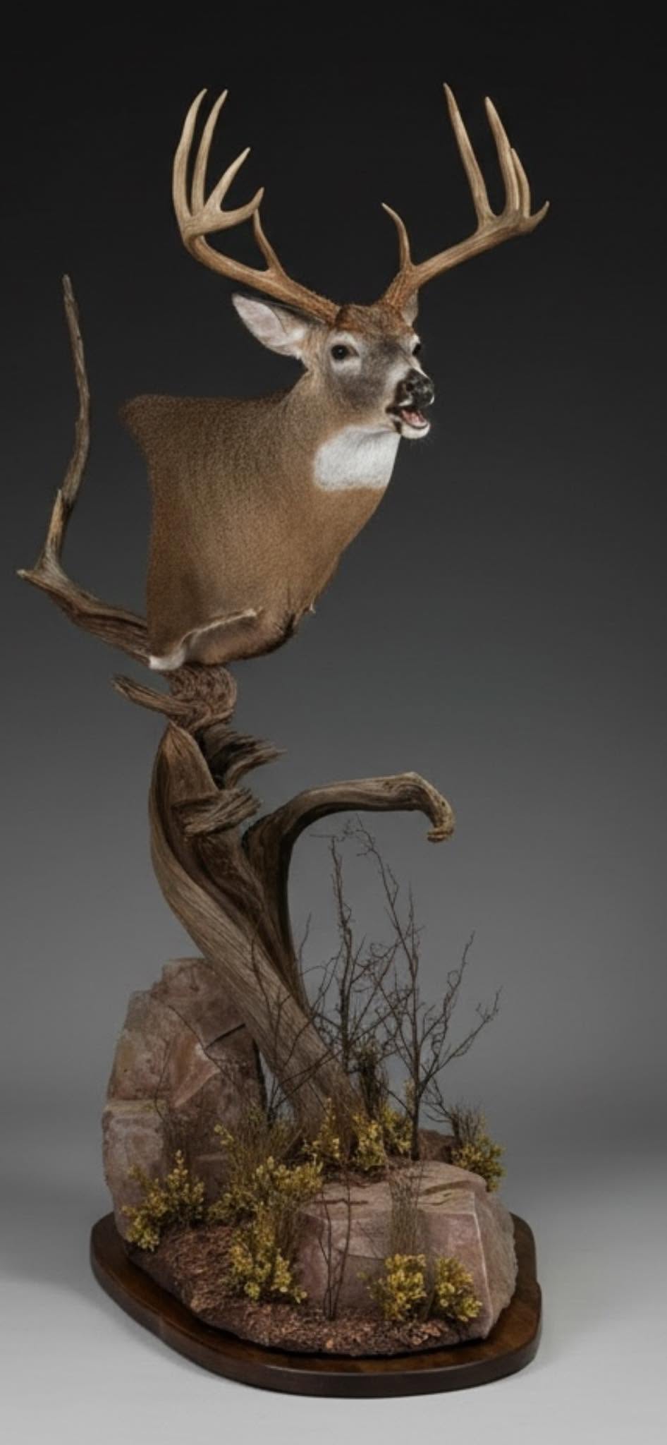 Custom Whitetail Taxidermy