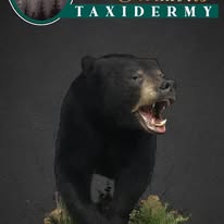 Black Bear Full Mounts
