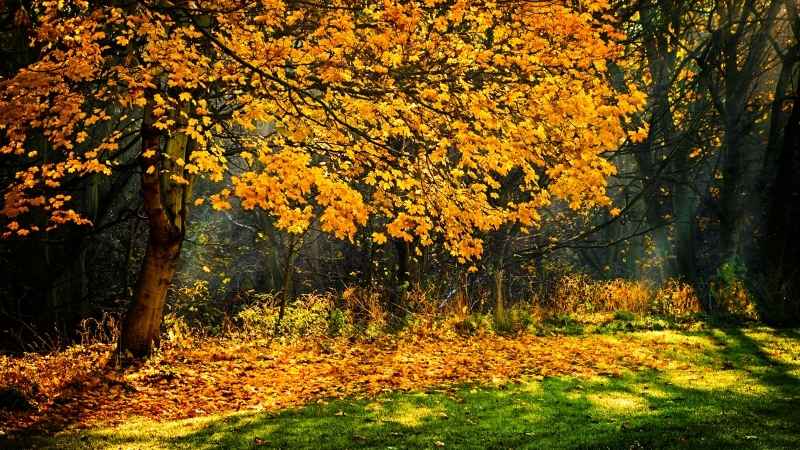 Seasons of change - trees with leaves turning golden in Autumn