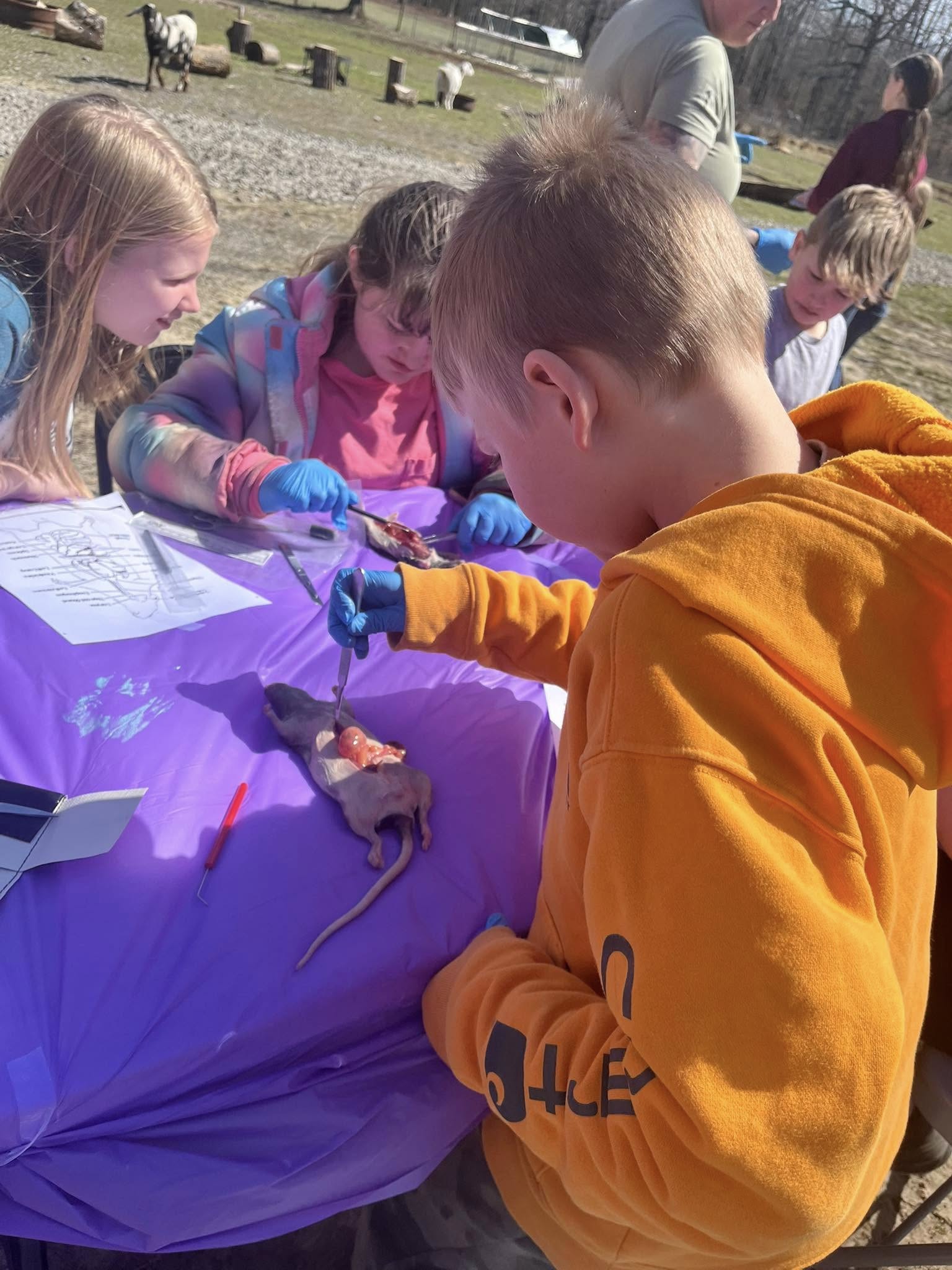 Farm School Fun