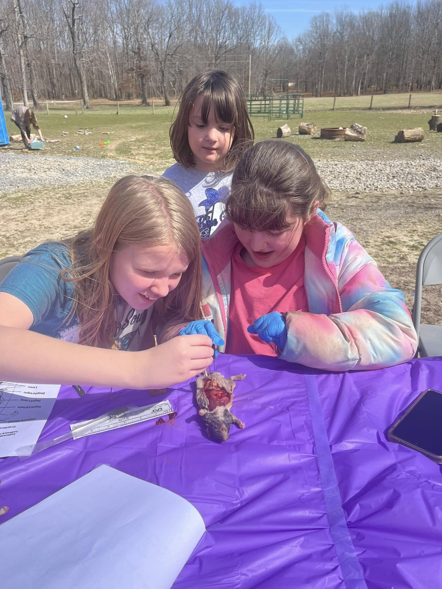 Farm School Activity