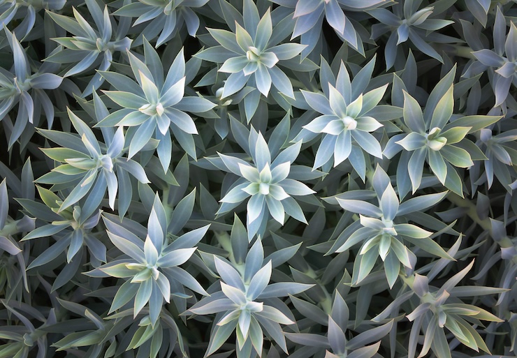 spurge - Taylor PIcard