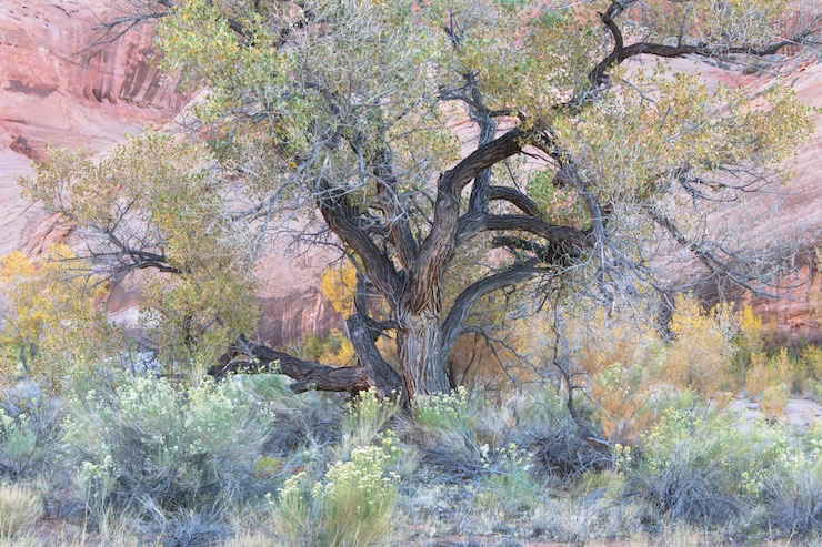 Canyon Tree