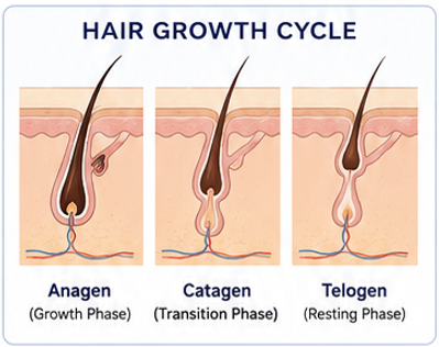 Stress and Hair Loss Research
