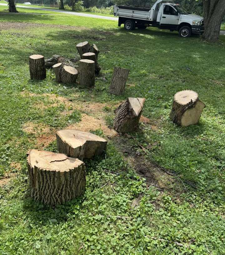 Backyard with several cut tree stumps before removal, Kincaid dump truck in the background
