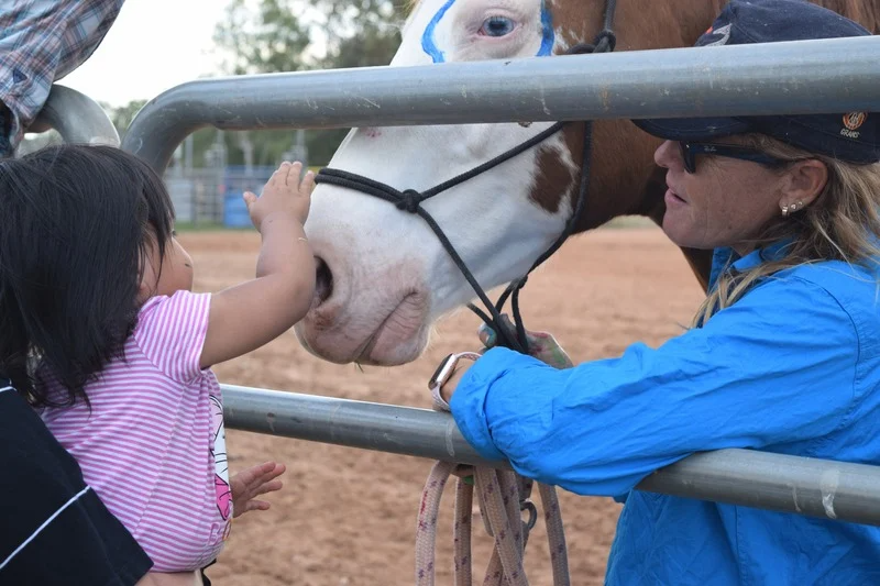Petting horse