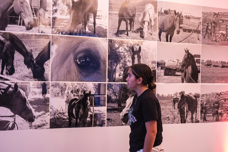 Person viewing horse exhibition photos