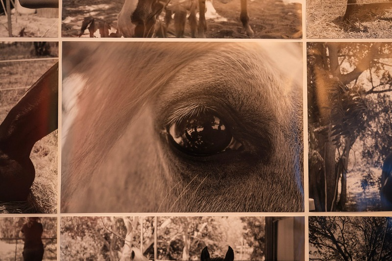 Horse eye collage