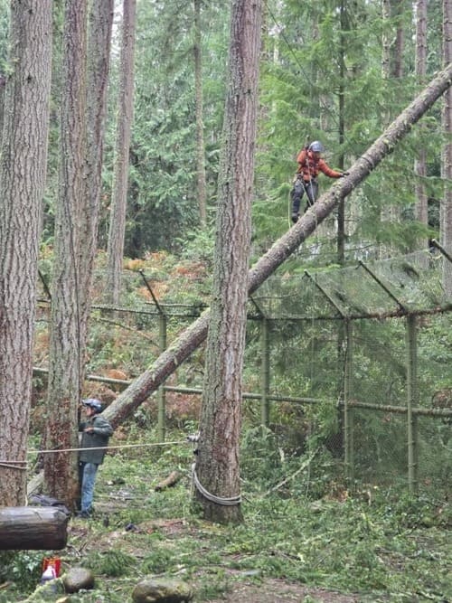 Tree Trimming 
