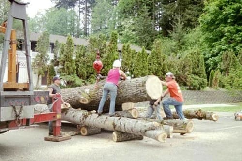 Tree Trimming Roy