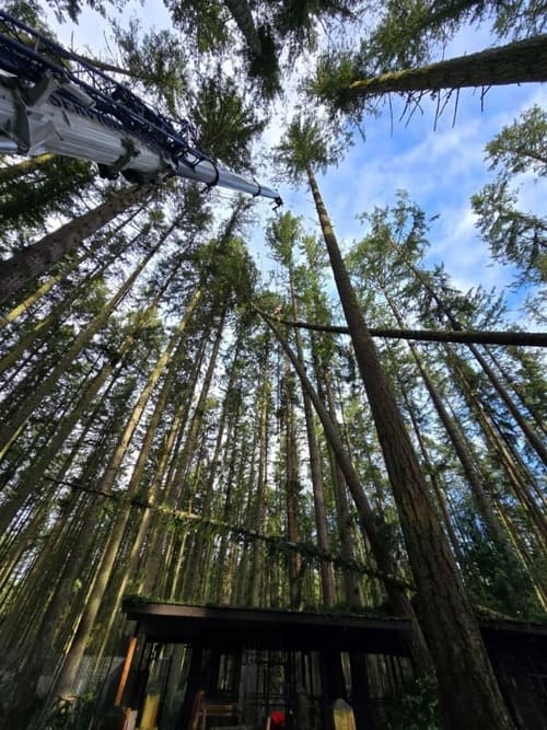 Tree Removal 