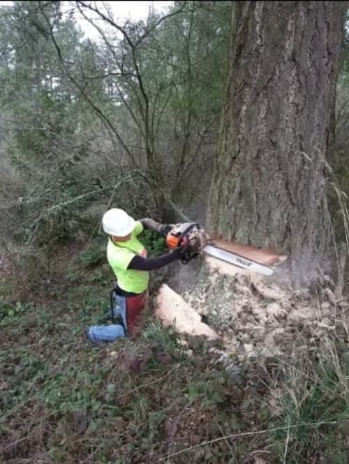 Orting Tree Removal