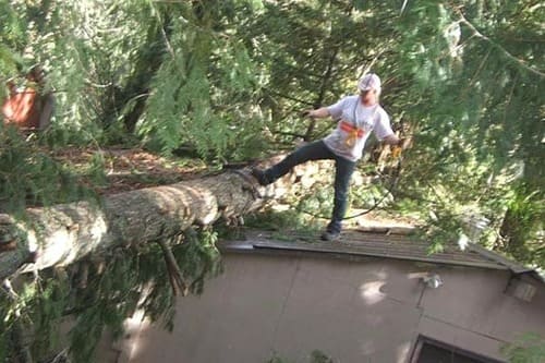 Hazardous Tree Removal Roy