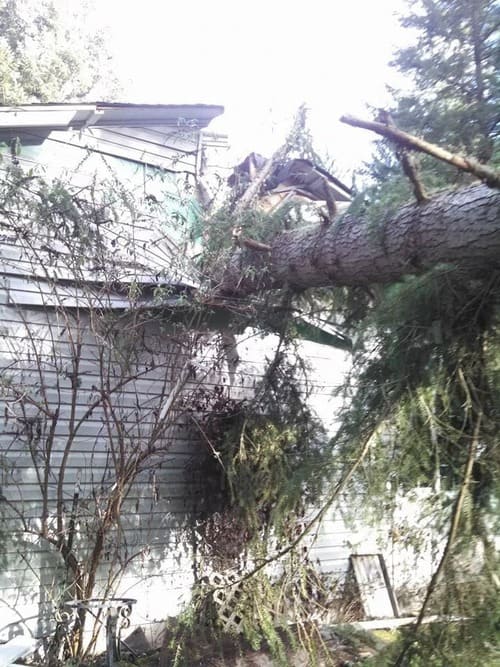 Emergency Tree Service 