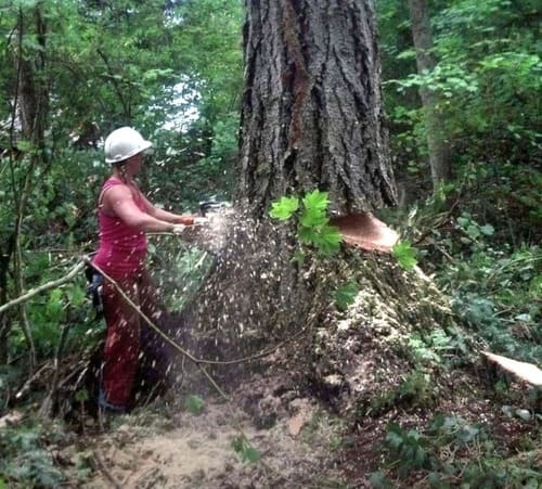 Emergency Tree Service Roy