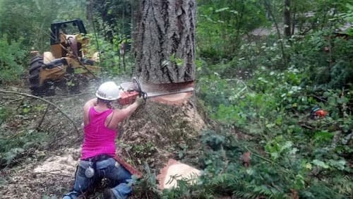 Lakewood Tree Removal