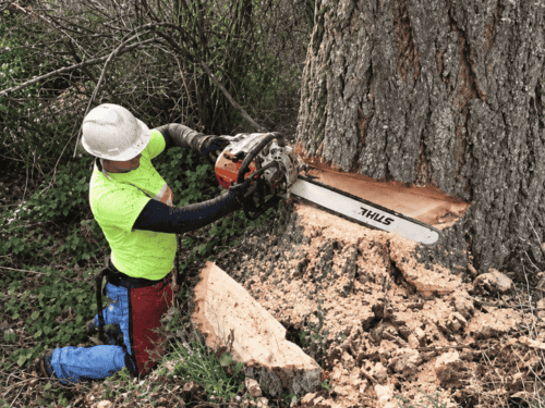 Hazardous Tree Removal in Roy
