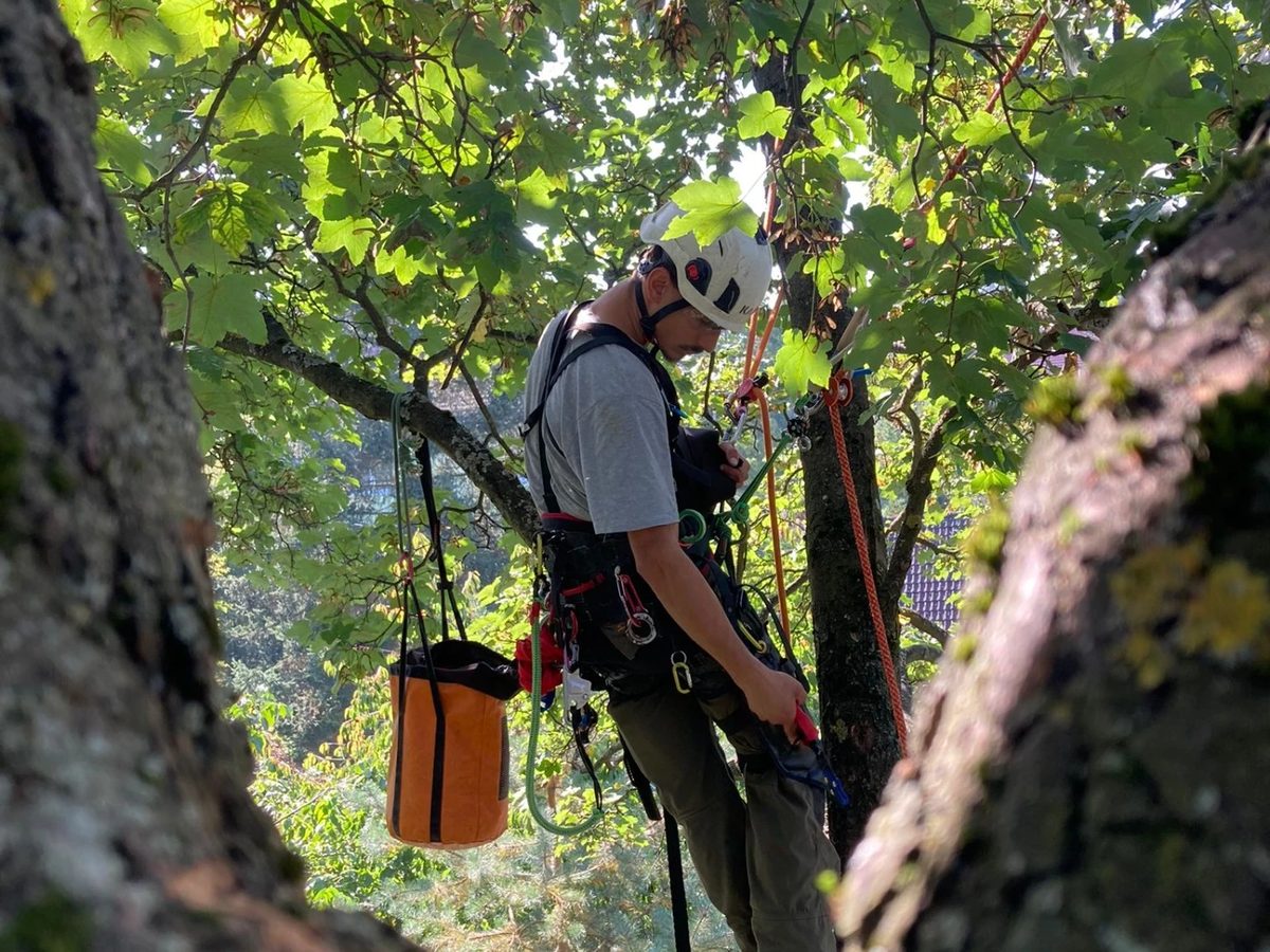 Zdravotní řez dubu – Ošetření koruny podle arboristických standardů