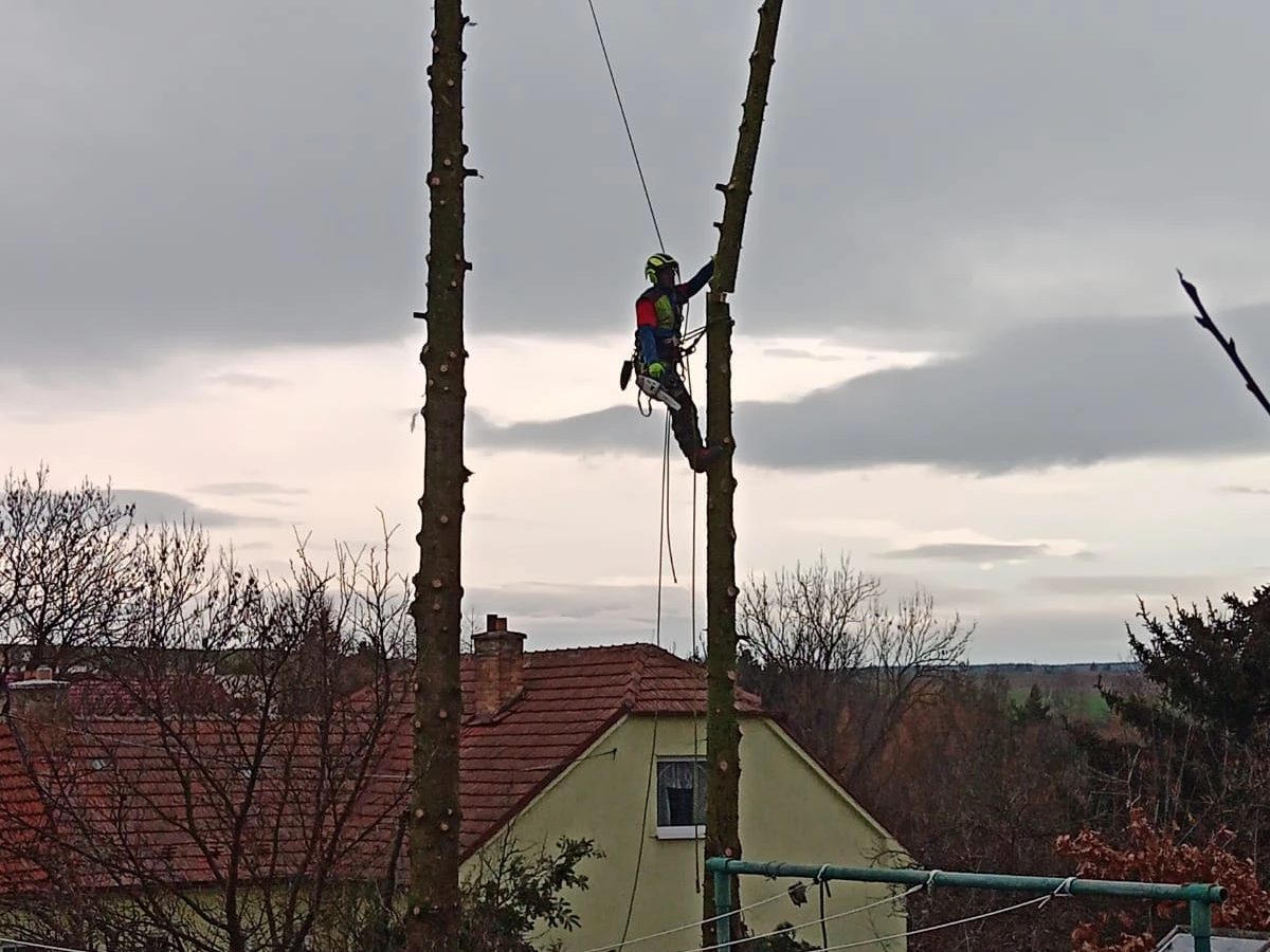 Kácení po částech u rodinného domu – Vysoký kmen spouštěný postupně po kusech, bez škody na střeše a plotu
