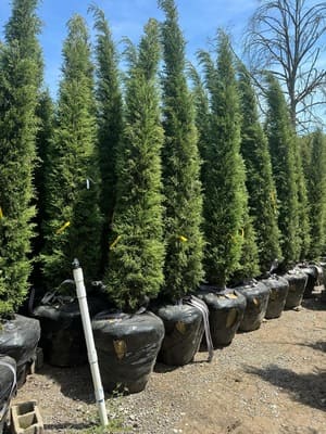 {{ custom_values.service_3 }} in {{custom_values.area_4})