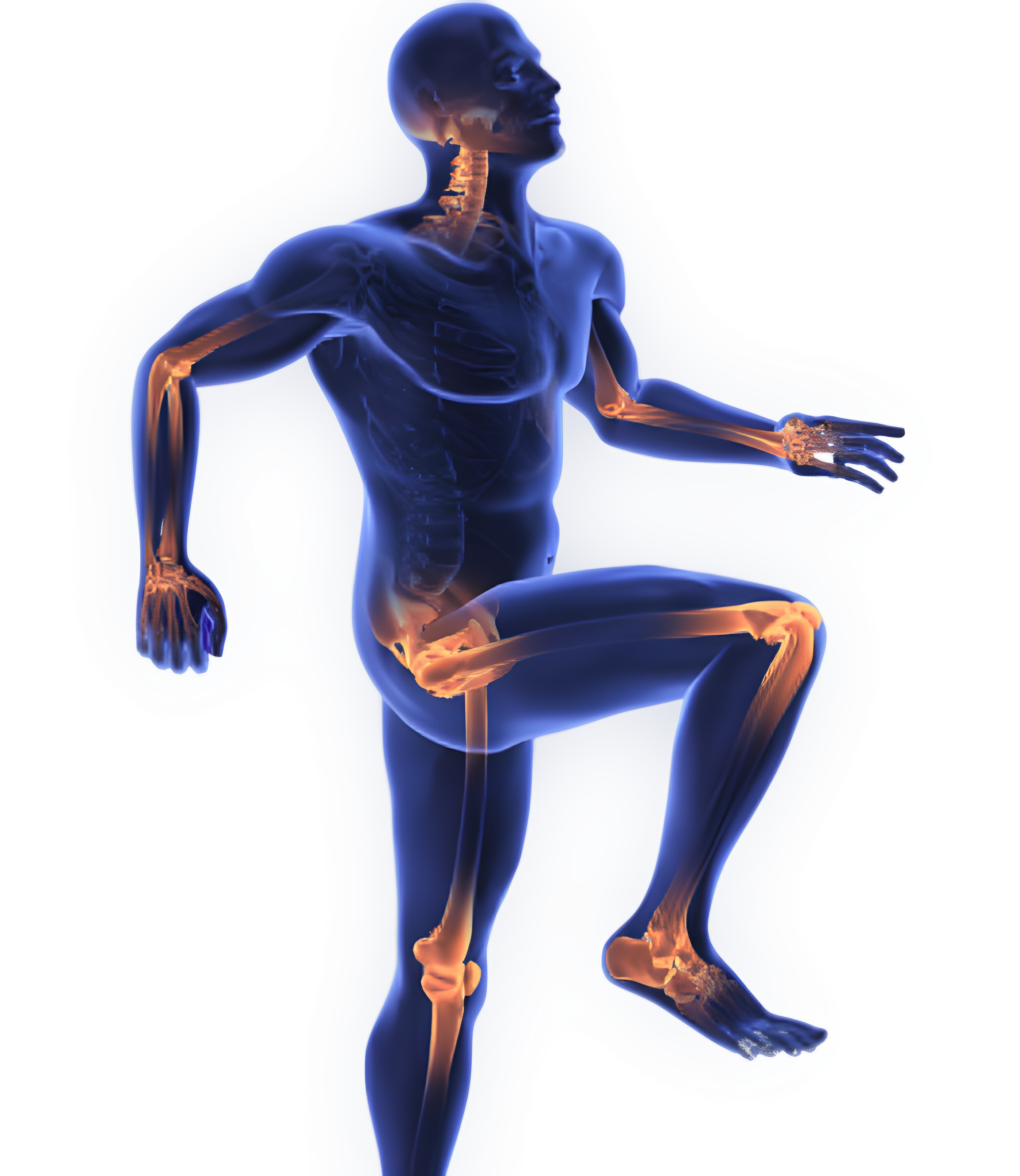Orthopedic body diagram