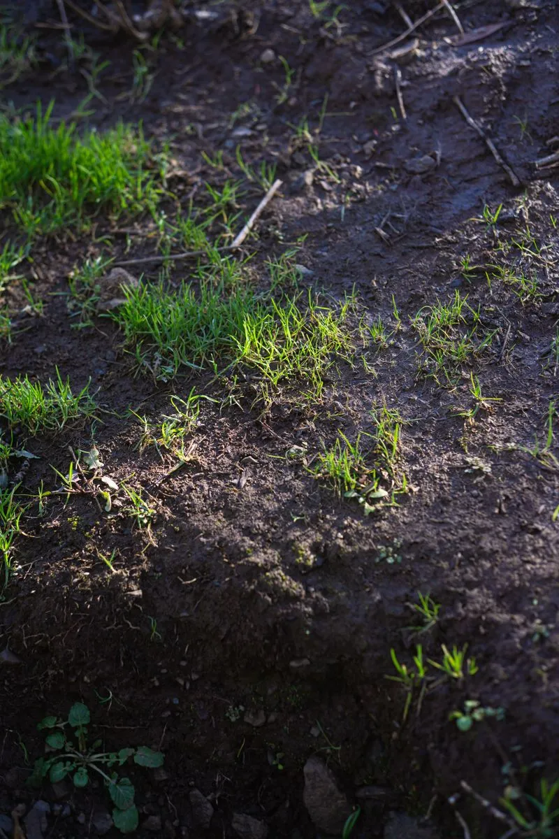 Lawn seeding and overseeding service in Atlanta by CE Lawn Care