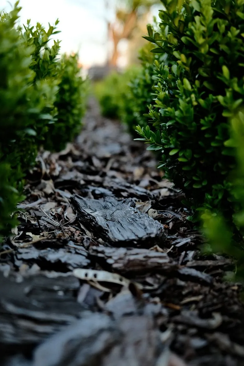 Mulch and pine straw installation by CE Lawn Care Atlanta