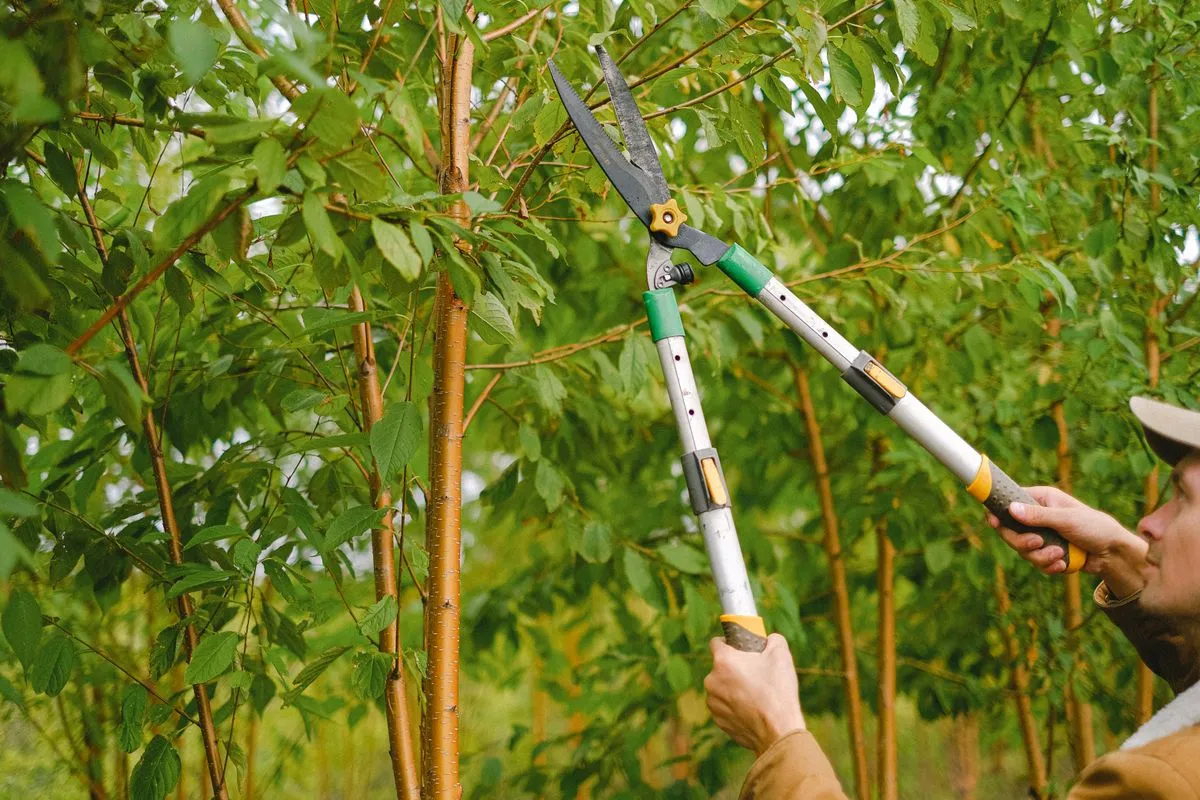Professional tree cutting service in Atlanta, GA by Mr. Grapple