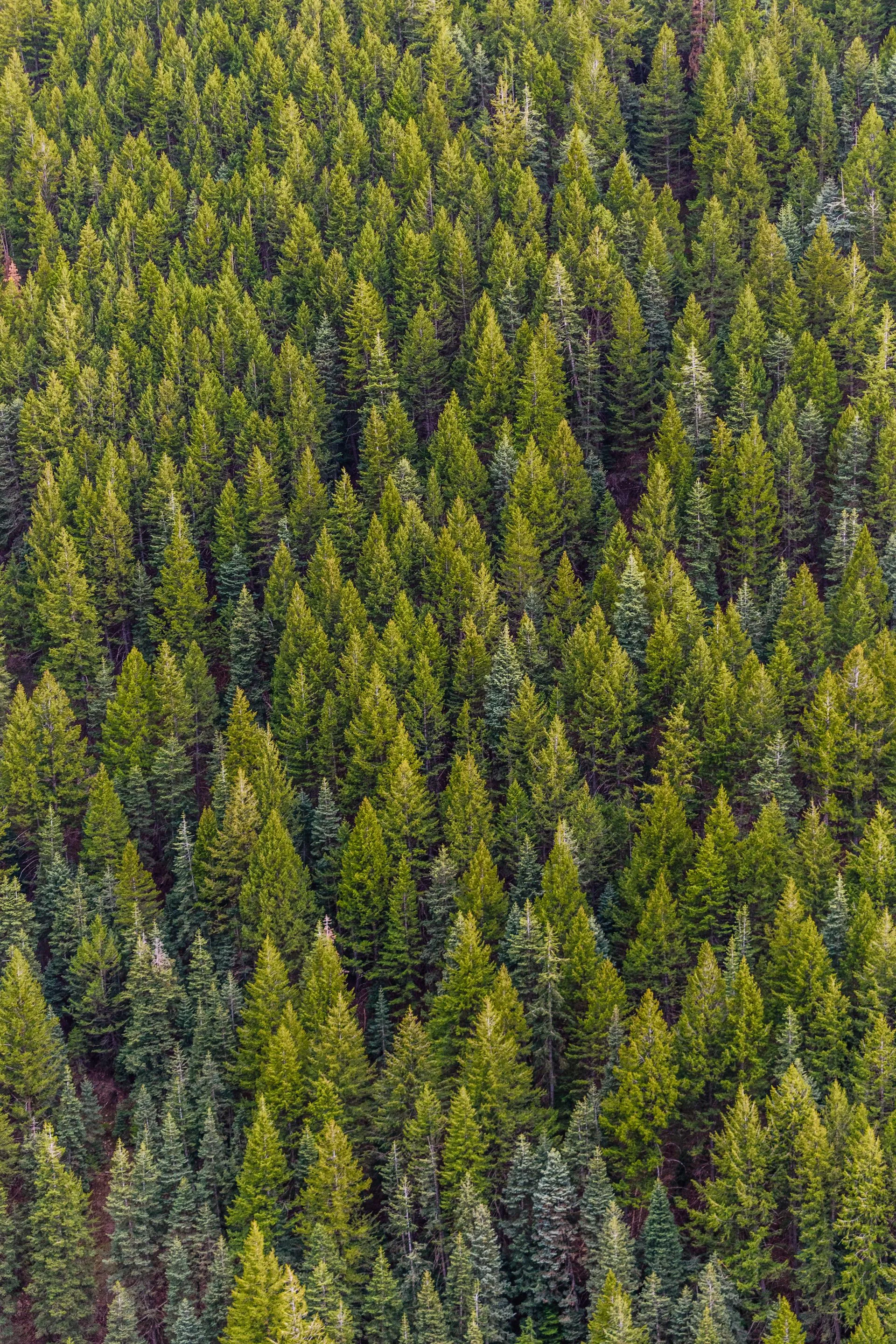 Professional tree services in Atlanta, GA by Mr. Grapple